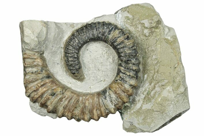 Aegocrioceras Heteromorph Ammonite - Germany #293089